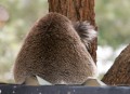 0318-1417 Canberra Zoo (3185314)